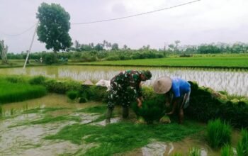 Sinar Harapan di Persawahan Lombok Barat: Babinsa dan Masyarakat Petani Menyulut Semangat Gotong Royong