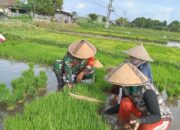 Sistem Jajar Legowo, Babinsa Serka Sumiadi Dampingi Petani di Tanjung