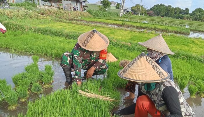 Sistem Jajar Legowo, Babinsa Serka Sumiadi Dampingi Petani di Tanjung