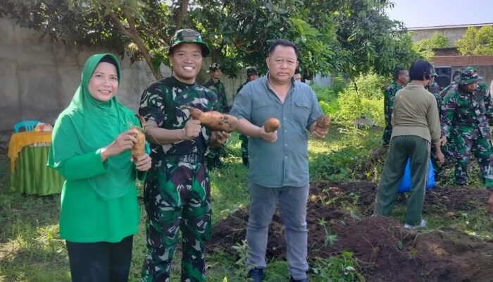 Kodim 1606/Mataram Sukses Gelar Panen Raya di Desa Sandik 