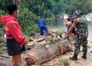 Hujan Deras dan Angin Kencang, Babinsa dan BPBD Atasi Pohon Tumbang