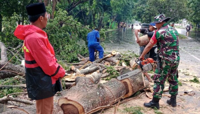 Hujan Deras dan Angin Kencang, Babinsa dan BPBD Atasi Pohon Tumbang