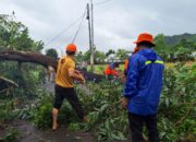 Gerung Terkena Hujan Ekstrem, 3 Pohon Tumbang Semapt Blokir Jalan