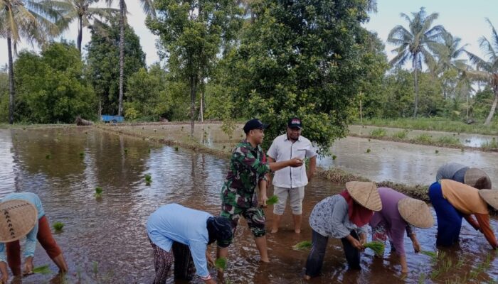 Babinsa dan PPL Bersinergi Tanam Padi di Lombok Utara