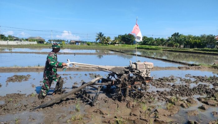 Sinergi Babinsa dan Poktan, Lahan Padi Siap Dibajak