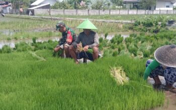 TNI Dampingi Musim Tanam di Karang Amor