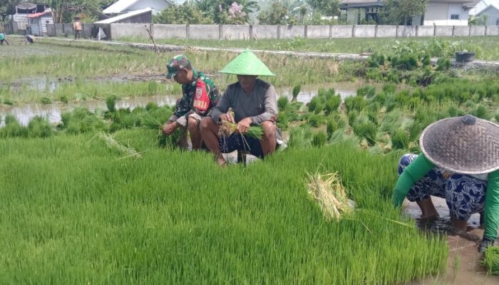 TNI Dampingi Musim Tanam di Karang Amor