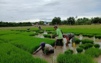 Pendampingan Babinsa Meningkatkan Produktivitas Pertanian di Desa Telagawaru