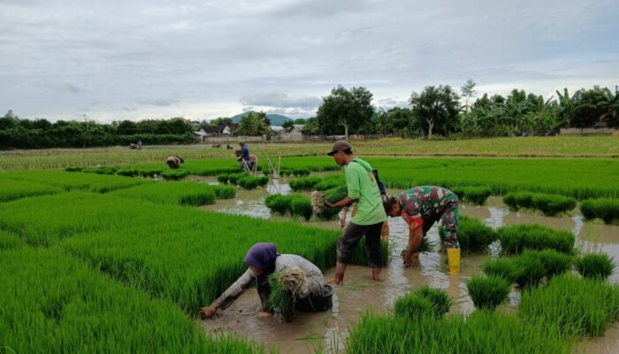 Pendampingan Babinsa Meningkatkan Produktivitas Pertanian di Desa Telagawaru