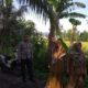 Sinergi Petani dan Polisi, Lombok Barat Raih Swasembada Pangan