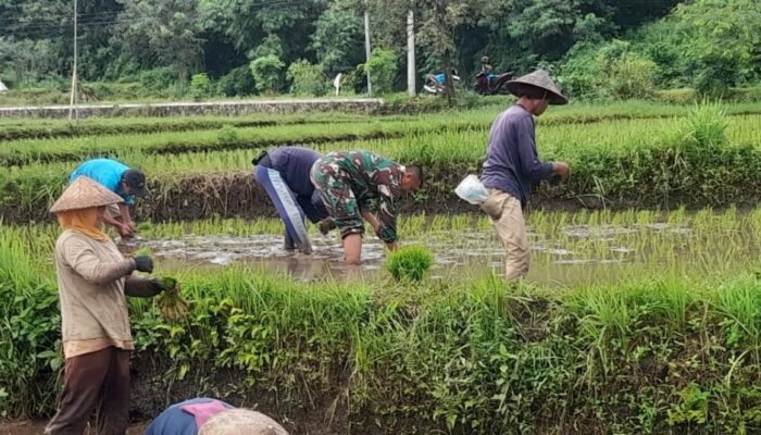 Peran Babinsa dalam Meningkatkan Produktivitas Petani di Lombok Utara