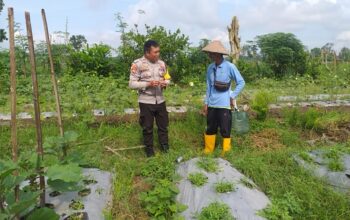 Sinergi Polri dan Warga Wujudkan Kemandirian Pangan di Jagaraga