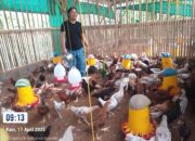 Bhabinkamtibmas Kuripan Aktif Sosialisasi Ketahanan Pangan ke Peternak Ayam