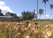 Sinergi Polri dan Petani: Bhabinkamtibmas Desa Kuripan Timur Bantu Panen Jagung Hibrida