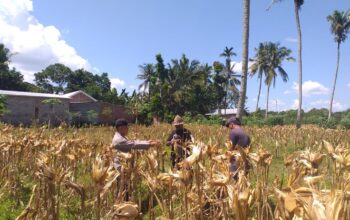 Polri Terjun Langsung dalam Panen Jagung Hibrida di Desa Kuripan Timur, Lombok Barat