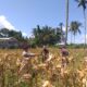 Polri Terjun Langsung dalam Panen Jagung Hibrida di Desa Kuripan Timur, Lombok Barat