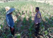 Bhabinkamtibmas Labuapi Dampingi Petani, Gencarkan Program Ketahanan Pangan di Bagik Polak Barat