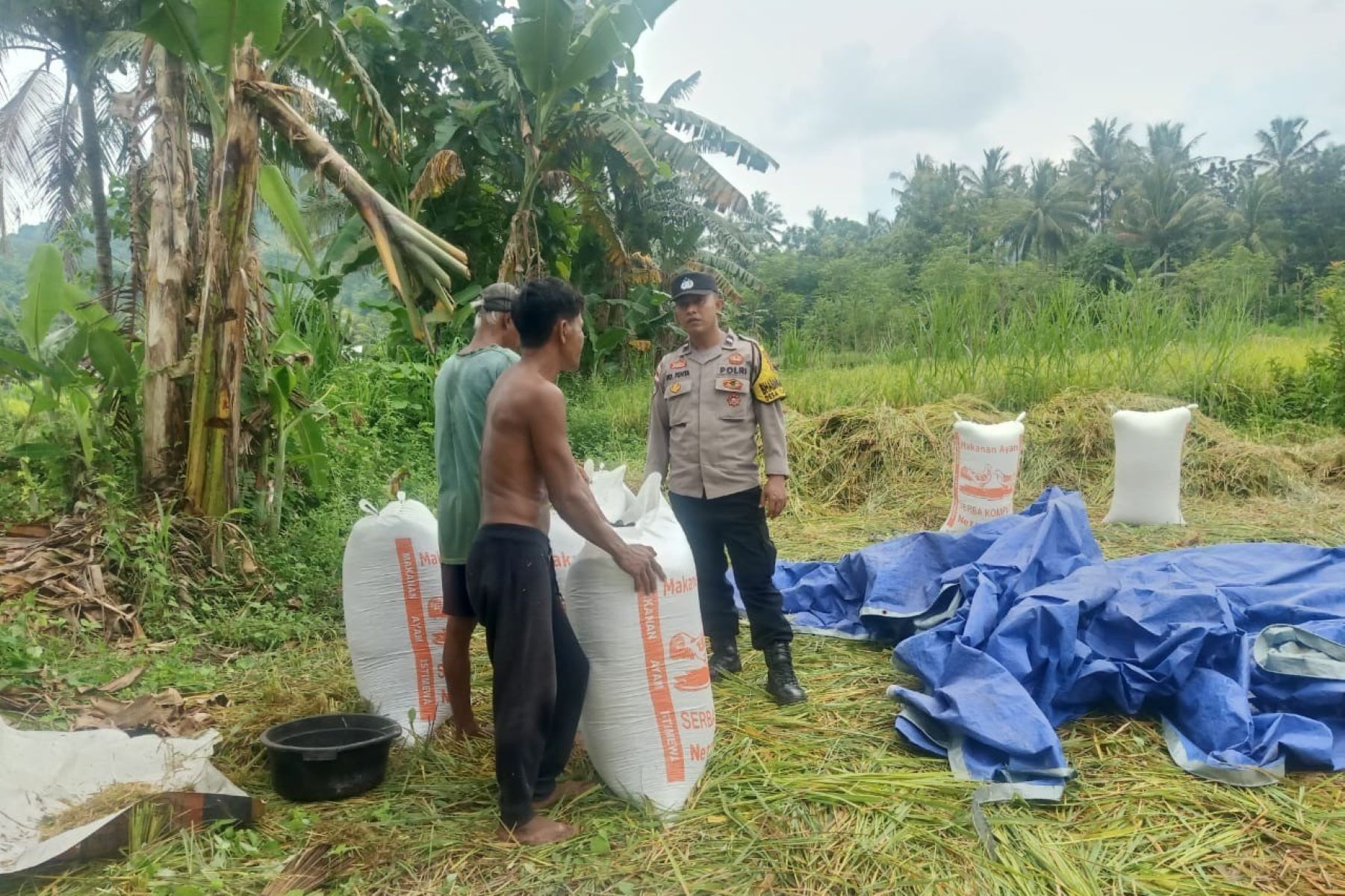 Bhabinkamtibmas Sekotong Kawal Panen Padi, Perkuat Ketahanan Pangan di Lombok Barat
