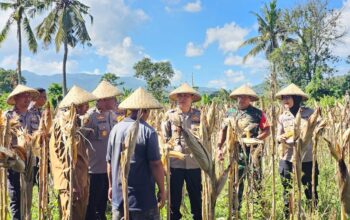 Kapolres Lombok Barat Hadiri Panen Raya Jagung, Sinergi Polri dan Petani Jaga Ketahanan Pangan