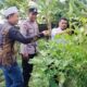Sinergi Polsek Labuapi Dukung Ketahanan Pangan