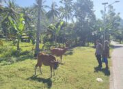 Bhabinkamtibmas Batulayar Barat Aktif Dorong Ketahanan Pangan Masyarakat Melalui Pemanfaatan Pekarang