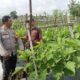 Bhabinkamtibmas Beleka Aktif Dampingi Petani Wujudkan Ketahanan Pangan