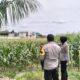Polres Lombok Barat Tinjau Lokasi Panen Raya Jagung, Persiapan Jelang 2 Juni