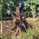 petani, pangan, polisi, Lombok, lahan, binaan, Kuripan
