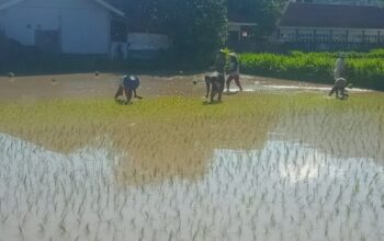 Sinergi TNI dan Petani Wujudkan Ketahanan Pangan di Menggala