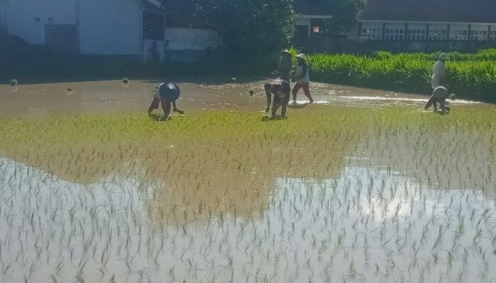Sinergi TNI dan Petani Wujudkan Ketahanan Pangan di Menggala