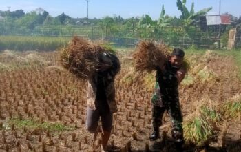 Sinergi TNI dan Petani: Babinsa Bantu Panen Padi