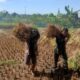 Sinergi TNI dan Petani: Babinsa Bantu Panen Padi