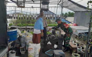 Kunjungan ke KWT Cendrawasih, Babinsa Bersama Bhabinkamtibmas dan Kasi Sosial Dorong Pertanian Organik di Bertais