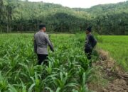 Silaturahmi Bhabinkamtibmas di Sekotong: Sinergi Jaga Kamtibmas dan Pertanian