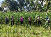 Sinergi Ketahanan Pangan: Panen Jagung Bersama di Kuripan, NTB